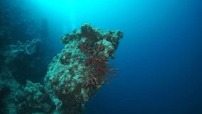 Slow motion video beautiful soft coral reef and colorful fish in tropical water with vibrant colors. Amazing, underwater marine sea world Red Sea and life of its inhabitants, creatures and diving.