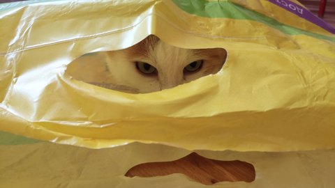 White-red cat sitting in ambush from a plastic bag