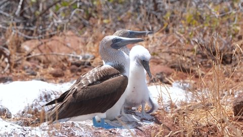 Pair of Blue-footed Booby Birds on the Galapagos Islands, Ecuador with Juvenile Bird - close up, handheld shot