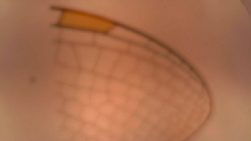 Microscope Dragonfly Wings Whole Mount x400