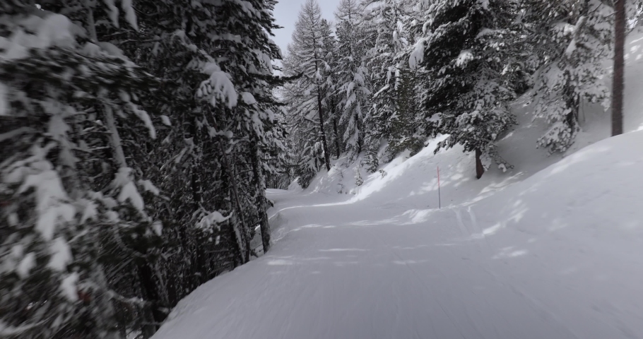 Skiing in snowy wood trail, fresh snow on pine tree branches, falling down while passing