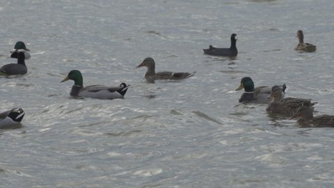 Slow Motion of Grackle Birds and Mallard Ducks at White Rock Lake Dallas Texas,