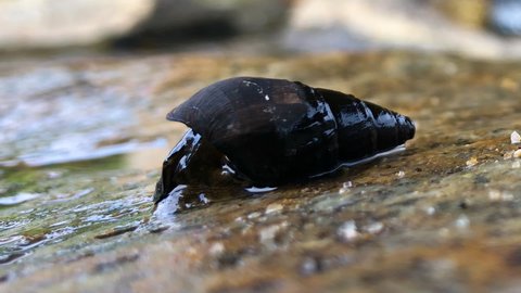 Semisulcospira libertina and black mystery snail