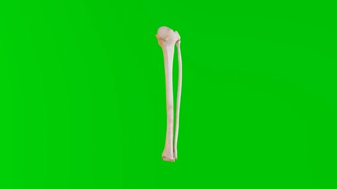 Hi, I have created a Tibia and Fibula bones 360 degree video. You can collect here.