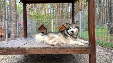 A beautiful and kind shepherd dog Alaskan malamute lies in an aviary behind bars and looks with intelligent eyes. Closed aviary with a wooden stand in nature.
