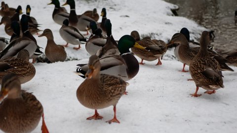 Drakes with a glossy green heads and ducks with brown-speckled plumage in group, close up. Both sexes of the mallard