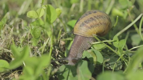 Snail in the garden. Snail in natural habitat. Snail farm. Snails in the grass. Growing snails