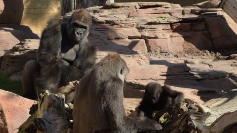 Gorilla family in a natural park - Western lowland gorilla
