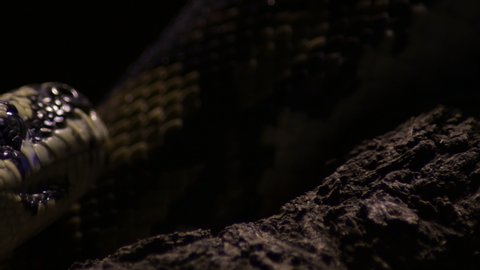 Reticulated python snake crawling in a terrarium - Python reticulatus