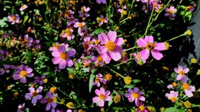 Video of Coreopsis rosea flower blowing in the wind.Coreopsis rosea is a North American species of tickseeds in sunflower family.