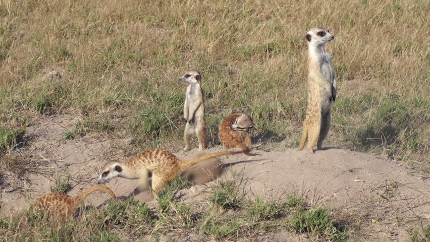 Funny Animals.meerkats On Sentry Duty Stock Footage Video (100%  Royalty-free) 10839062 | Shutterstock