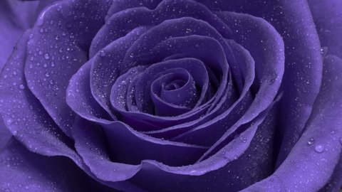 Amazing blue Rose flower background. Trend colour 2022. Demonstrating the color of 2022 - Very Peri.