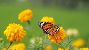 This video shows a Common Tiger butterfly (Danaus chrysippus) is eating flower nectar and pollinating on a blooming yellow marigold.