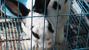 Rabbit in a blue iron cage. video of cute white rabbit in a grid of boxes.