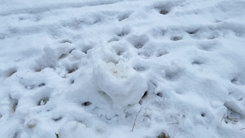 Medium wide shot of a blag dog jumping into frame onto a snowball and starting to destroy the ball with his paws. Looking satisfied into the camera at the end.