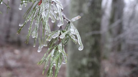 Ice on the plants. Winter in the forest. Spruce branches 