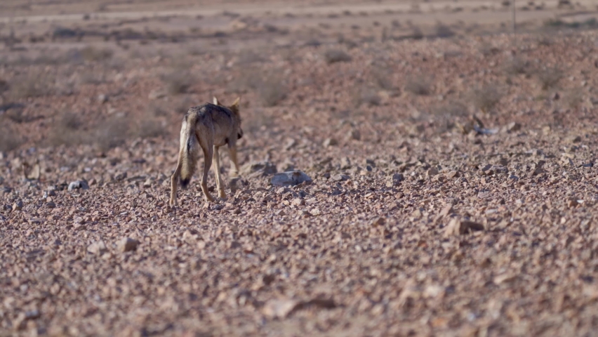 Arabian wolf young female walking