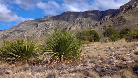 Desert landscape, Common sotol, desert spoon (Dasylirion wheeleri). New Mexico