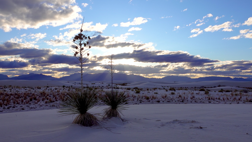 Sunset, Yucca Plant (Yucca elata) and desert pants on Sand Dune at White Sands National Monument. New Mexico, USA