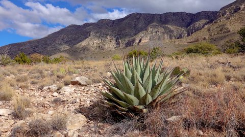 Parry's agave (Agave parryi) in south New Mexico