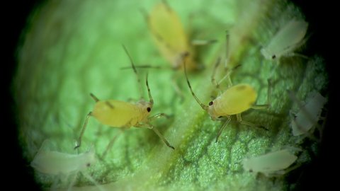 Aphid under a microscope, - aphid superfamily (Aphidoidea, Hemiptera) on a cucumber leaf, many are dangerous pests of plants