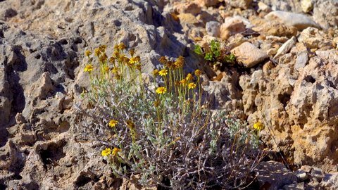 A yellow flowering desert plant sways in the wind in the mountains of New Mexico