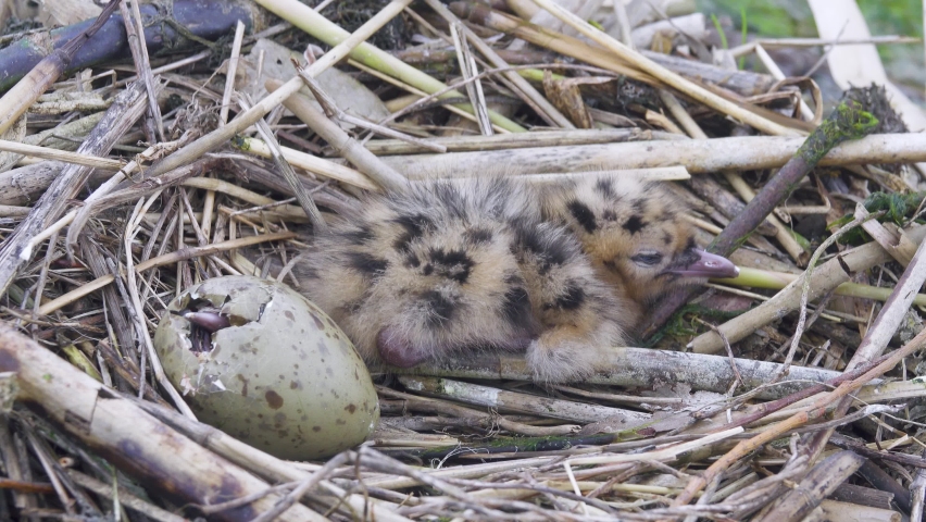 A chick and an egg in Black-headed gull (Larus ridibundus) nest. The egg is in the process of hatching - breaking the eggshell Royalty-Free Stock Footage #1083924355