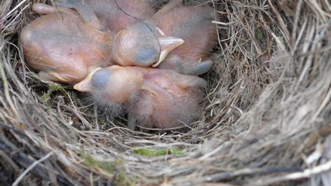 Guide of birds' nests. Nest of Blackbird (Turdus merula) with nestlings at age of several days (embryonic fluff, eyes open on day 4) in hollow of tree. Mixed forests of Northern Europe