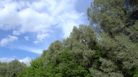 Beautiful sunny summer countryside green landscape. Panoramic view 4k video of many green trees and shrubs growing on shores of peaceful river, clear blue sky with white fluffy clouds
