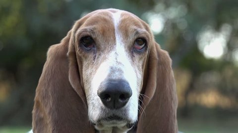 Funny animal.Close-up portrait of Basset hound with sad eyes