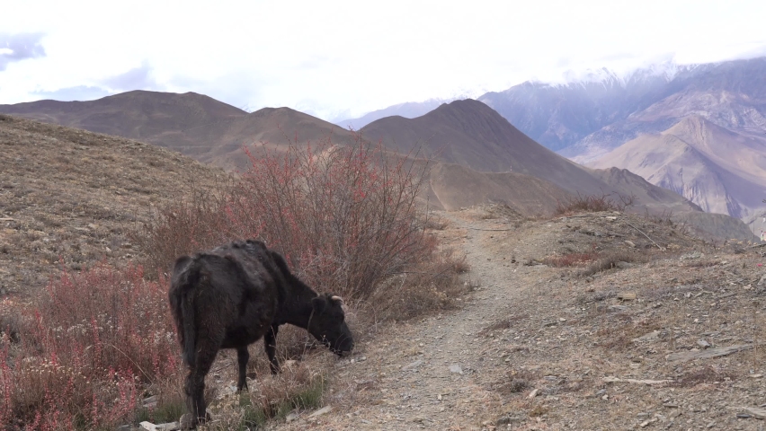 A cow grazing on the scrub bushes of the high altitude desert land in the mustang Region of Nepal.
