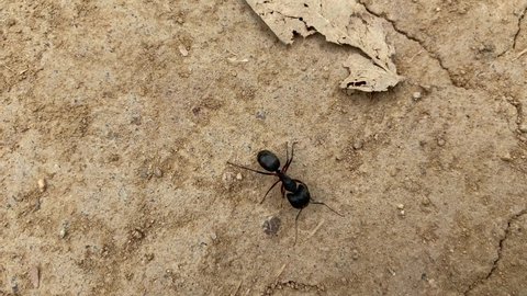 Bullet ants moving on the ground, Close up. Giant bullet ant 