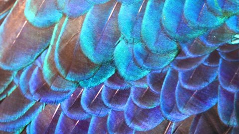 Feathers of tropical peacock bird. Macro close-up view. Beautiful animals. color accuracy of nature. 4k Peacock Feathers
