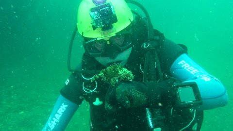 ZMEINIY ISLAND, BLACK SEA, UKRAINE - AUGUST 2017: The diver is holding on his hand Black scorpionfish (Scorpaena porcus).