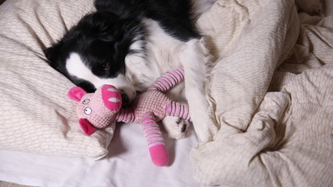 Funny cute puppy dog border collie lying on pillow under blanket hugging favorite toy in bed. Do not disturb me let me sleep. Pet dog nap sleeping at home indoors. Funny pets animals life concept