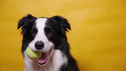 Funny cute puppy dog border collie holding toy ball in mouth isolated on yellow background. Purebred pet dog with tennis ball wants to playing with owner. Pet activity and animals concept
