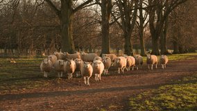 4K video clip showing flock of sheep looking into the camera and walking on a path with trees on a farm at sunset. Funny video with sheep looking menacing.