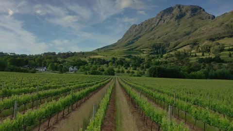 Stellenbosch, cape town  South Africa - 6 NOV 2021: drone shots for Grape farms with mountains.