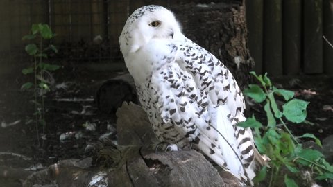 Adult female. of nocturnal snowy owl or polar owl. Bubo scandiacus species from Arctic regions of North America and the Palearctic. Falconry birds of prey.