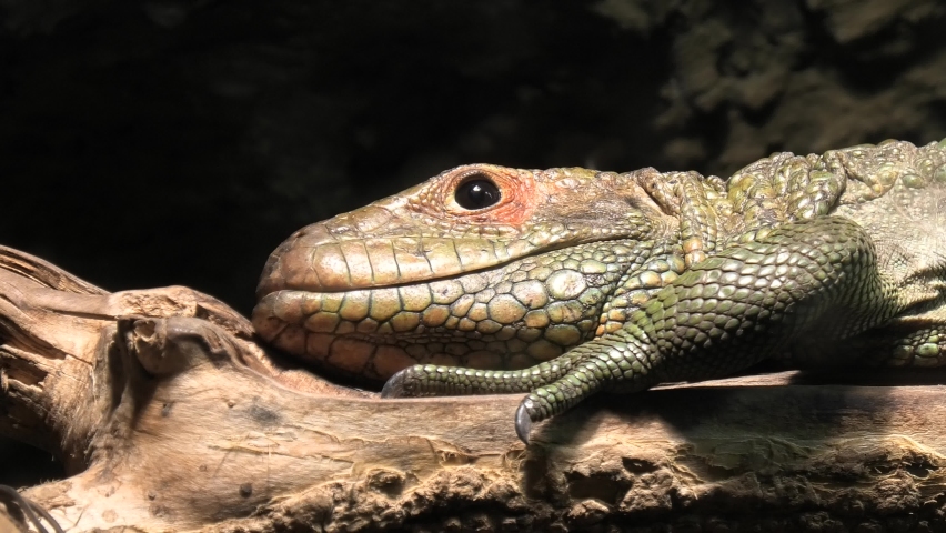 Detail of a Northern caiman lizard on a tree. Dracaena guianensis species endemic to the northern South America.