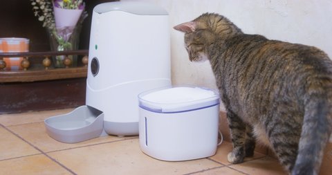 Cute domestic cat puts paw into water from drinker near white automatic animal feeder standing on tile floor IN room at home