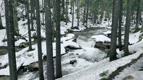 Fast river in winter forest. View of speedy stream flowing among boulders in coniferous wood. Cinematic landscape with stormy brook in winter nature and snowing weather. Winter nature concept.