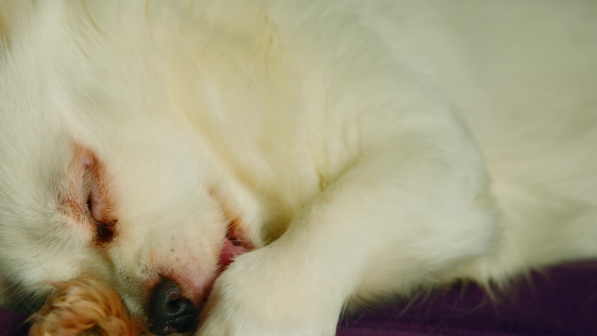 Fluffy white dog lying and sleeping. Sleepy spitz licks paw, opens eyes and falls asleep again.
