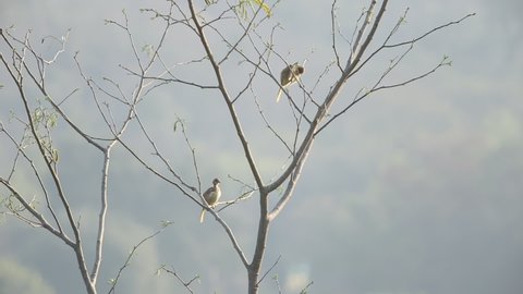 Garden bird Big tit, a songbird sitting on a branch. Small birds in their natural forest habitat
