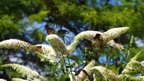 Many Monarch Butterflies flying against blue sky. Feeding on white flowers, wings fluttering. Bright sunny day. Slow motion. Close up.