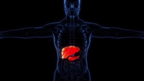 Human Internal Digestive Organ Liver with Pancreas and Gallbladder Anatomy Animation Concept. 3D