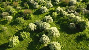 Gorgeous garden with blooming lush apple trees on a sunny day. Bird's eye view. Concept of the ecology. Location Ukraine, Europe. Cinematic aerial shot. Beauty of earth. Filmed in 4k, drone video.