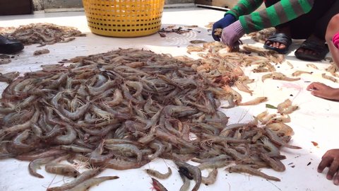 A group of fishermen had just caught fresh shrimp on the deck of a fishing boat