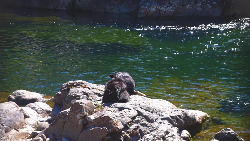 Dog in front of Vancouver Island Waterfall, Kennedy River Falls