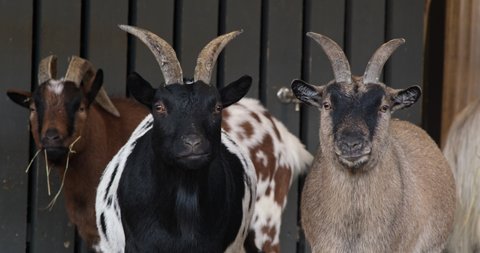 A close-up shot of Dwarf Goats (Capra hircus) standing still and looking into the camera